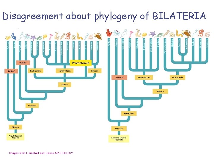 Disagreement about phylogeny of BILATERIA Protostomia Images from Campbell and Reece AP BIOLOGY 