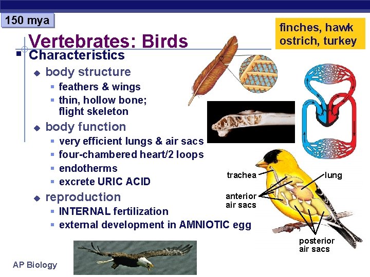 150 mya finches, hawk ostrich, turkey Vertebrates: Birds § Characteristics u body structure §