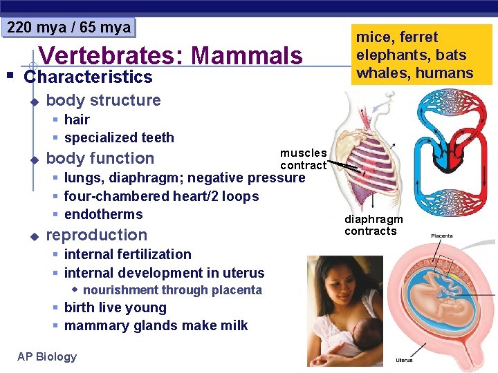 220 mya / 65 mya Vertebrates: Mammals § Characteristics u mice, ferret elephants, bats