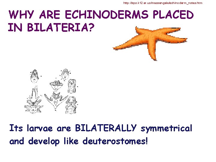 http: //sps. k 12. ar. us/massengale/echinoderm_notes. htm WHY ARE ECHINODERMS PLACED IN BILATERIA? Its