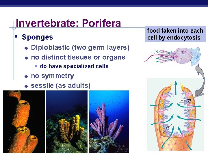 Invertebrate: Porifera § Sponges u u Diploblastic (two germ layers) no distinct tissues or