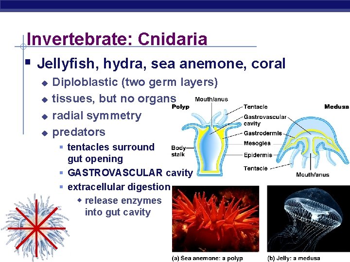 Invertebrate: Cnidaria § Jellyfish, hydra, sea anemone, coral u u Diploblastic (two germ layers)
