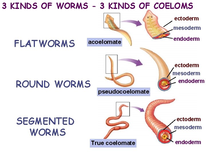 3 KINDS OF WORMS - 3 KINDS OF COELOMS ectoderm mesoderm FLATWORMS acoelomate ROUND