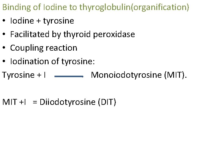 Binding of Iodine to thyroglobulin(organification) • Iodine + tyrosine • Facilitated by thyroid peroxidase