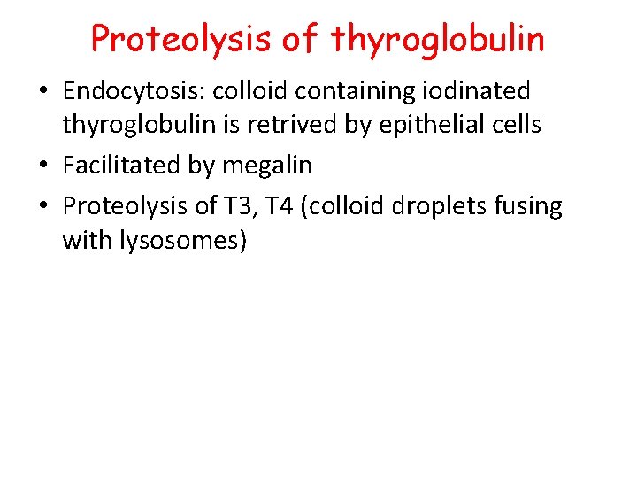 Proteolysis of thyroglobulin • Endocytosis: colloid containing iodinated thyroglobulin is retrived by epithelial cells