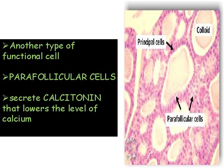 ØAnother type of functional cell ØPARAFOLLICULAR CELLS Øsecrete CALCITONIN that lowers the level of