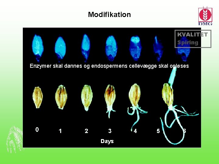 Modifikation KVALITET Spiring Enzymer skal dannes og endospermens cellevægge skal opløses Days 