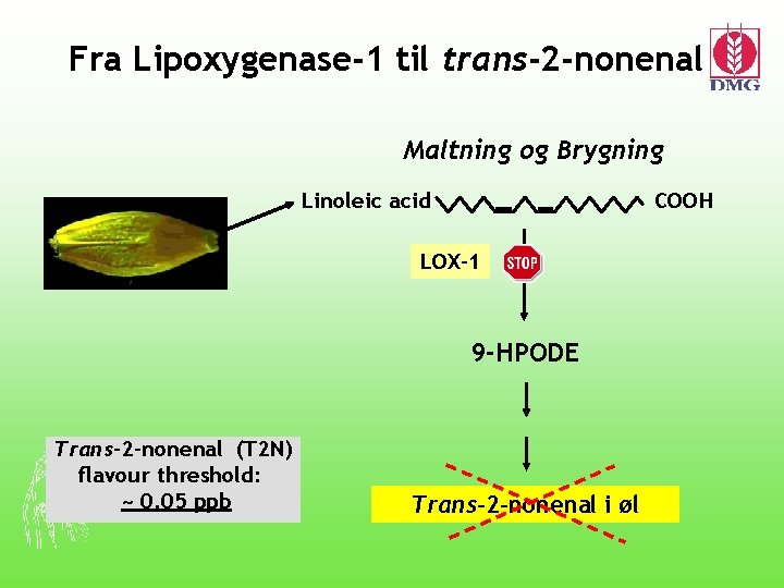 Fra Lipoxygenase-1 til trans-2 -nonenal Maltning og Brygning Linoleic acid COOH LOX-1 9 -HPODE
