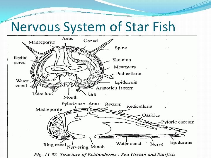 Nervous System of Star Fish Nervous System of Star Fish