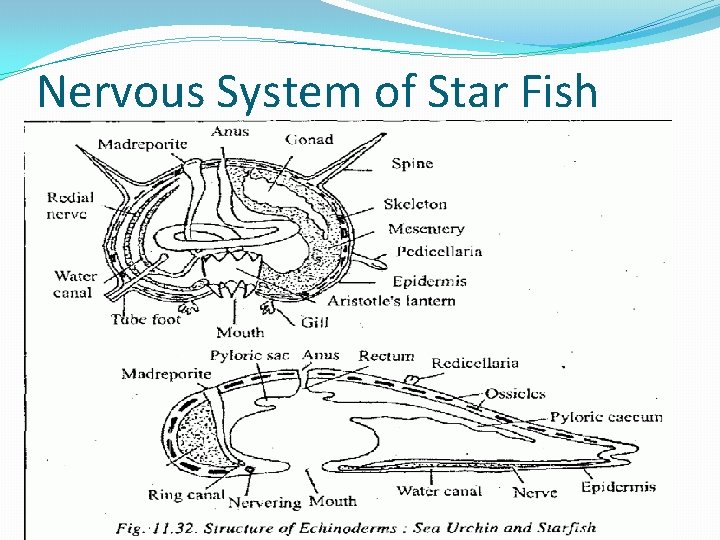 Nervous System of Star Fish 