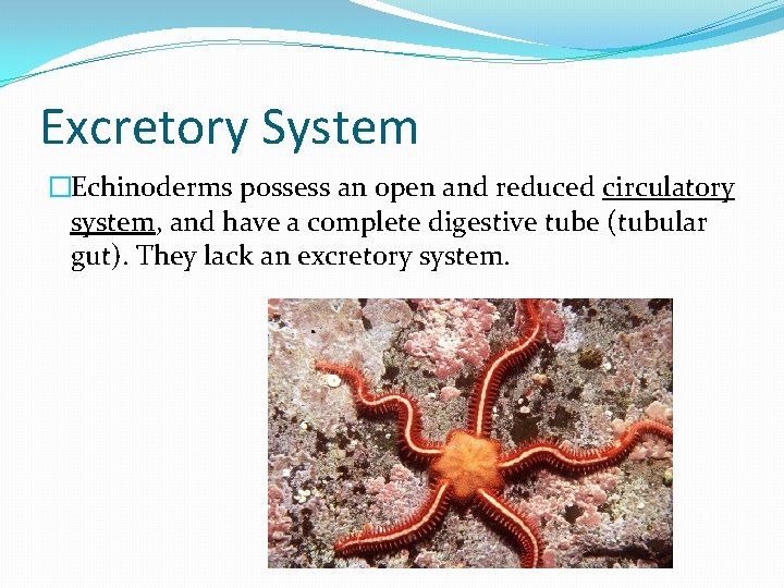 Excretory System �Echinoderms possess an open and reduced circulatory system, and have a complete
