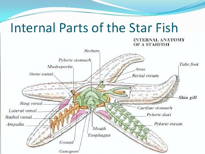 Internal Parts of the Star Fish 