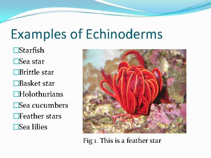 Examples of Echinoderms �Starfish �Sea star �Brittle star �Basket star �Holothurians �Sea cucumbers �Feather