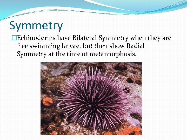 Symmetry �Echinoderms have Bilateral Symmetry when they are free swimming larvae, but then show