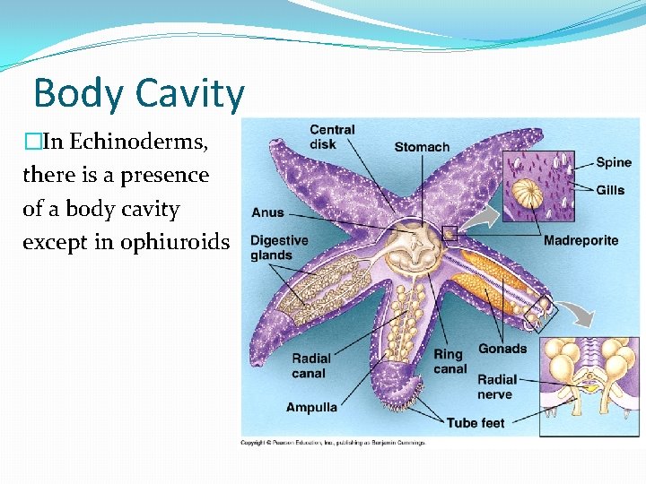 Body Cavity �In Echinoderms, there is a presence of a body cavity except in