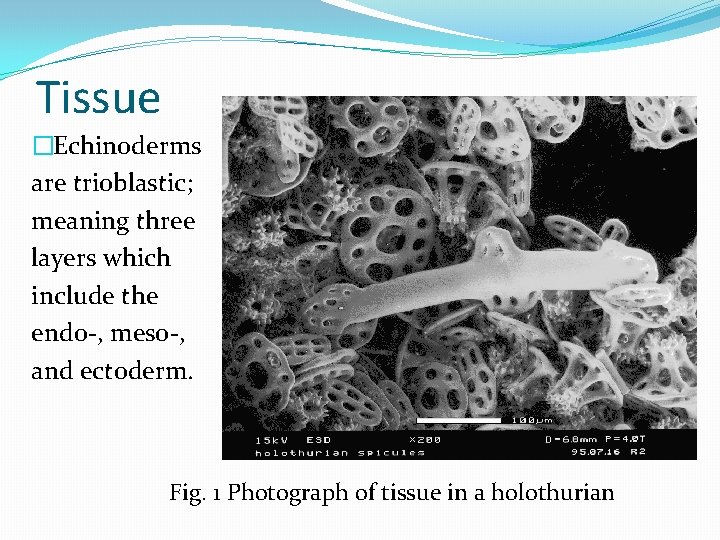 Tissue �Echinoderms are trioblastic; meaning three layers which include the endo-, meso-, and ectoderm.