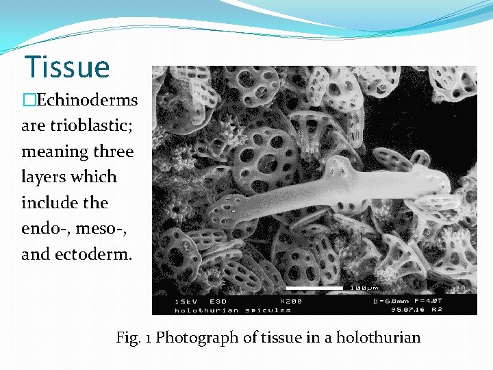 Tissue �Echinoderms are trioblastic; meaning three layers which include the endo-, meso-, and ectoderm. Tissue �Echinoderms are trioblastic; meaning three layers which include the endo-, meso-, and ectoderm.