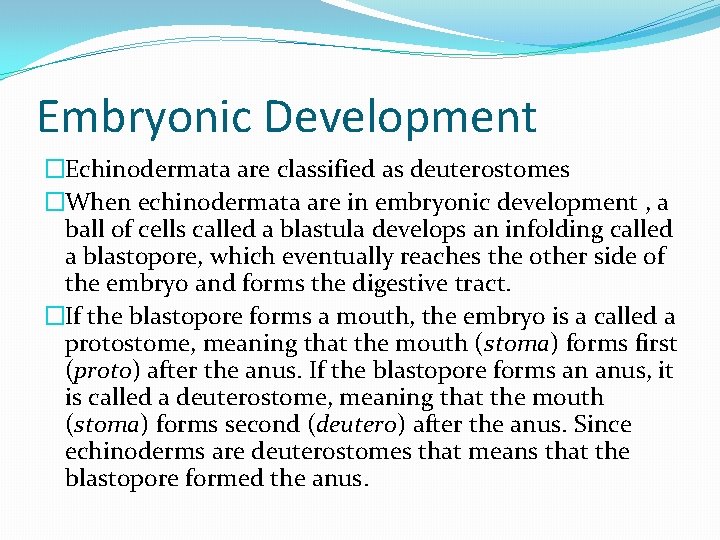 Embryonic Development �Echinodermata are classified as deuterostomes �When echinodermata are in embryonic development ,