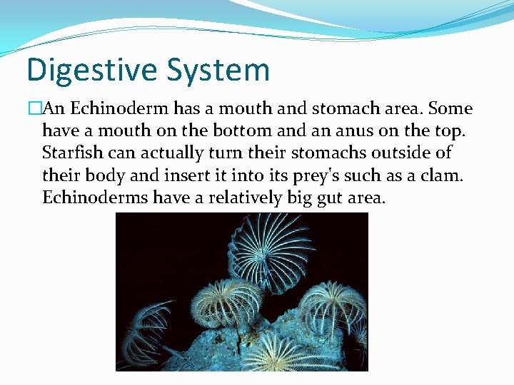 Digestive System �An Echinoderm has a mouth and stomach area. Some have a mouth Digestive System �An Echinoderm has a mouth and stomach area. Some have a mouth