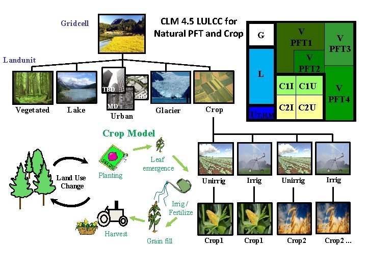 CLM 4. 5 LULCC for Natural PFT and Crop Gridcell G Landunit L V