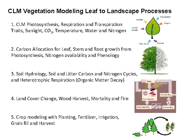 CLM Vegetation Modeling Leaf to Landscape Processes 1. CLM Photosynthesis, Respiration and Transpiration Traits,