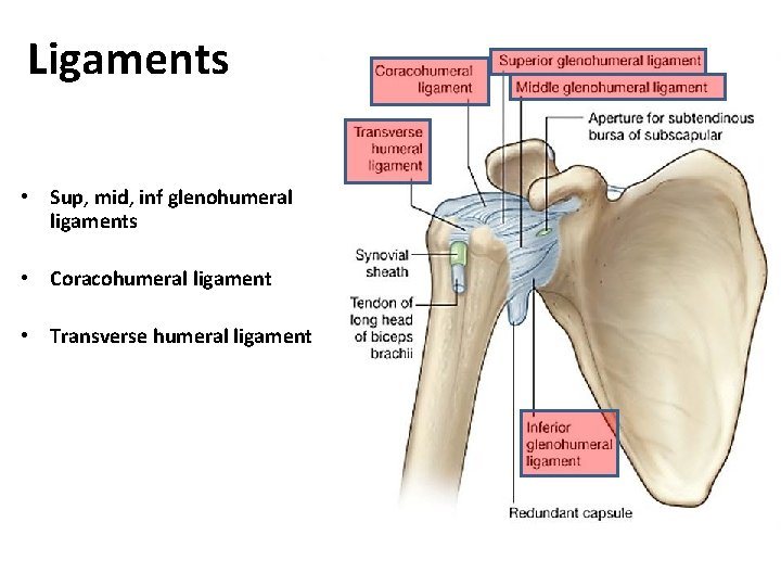 Ligaments • Sup, mid, inf glenohumeral ligaments • Coracohumeral ligament • Transverse humeral ligament