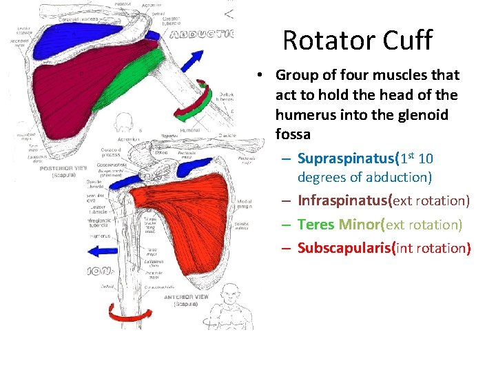 Rotator Cuff • Group of four muscles that act to hold the head of