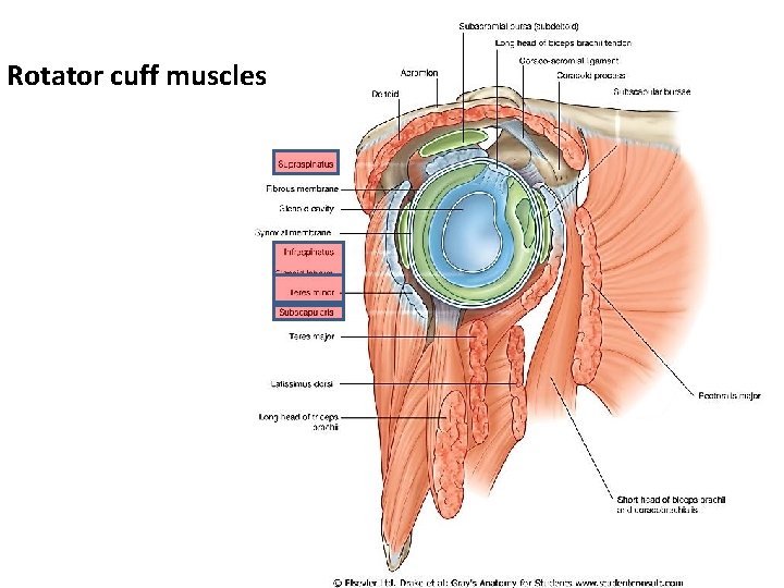 Rotator cuff muscles 