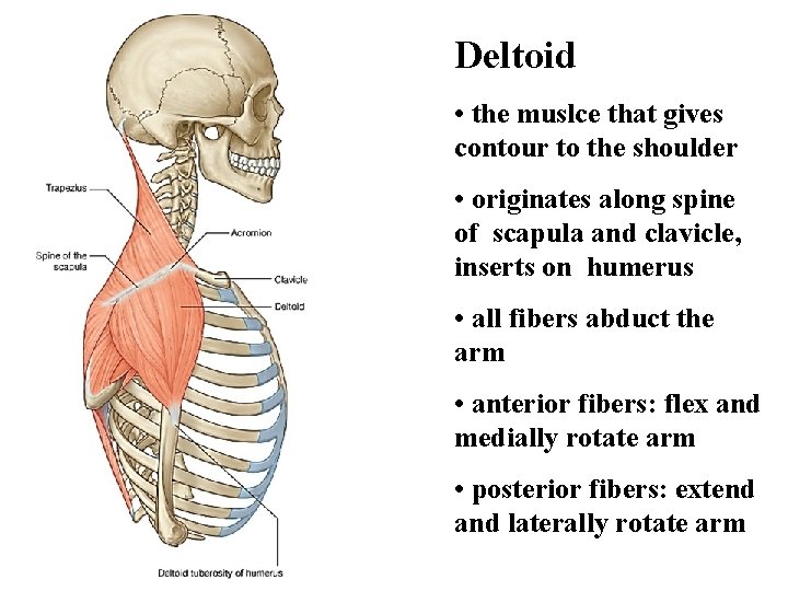 Deltoid • the muslce that gives contour to the shoulder • originates along spine