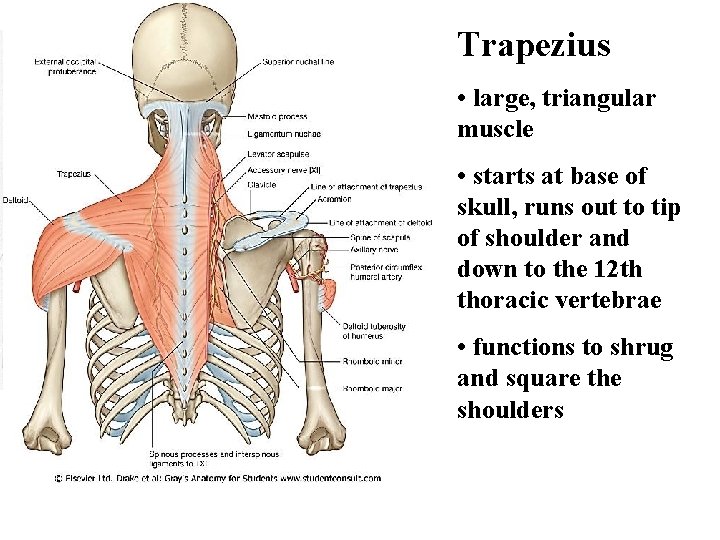 Trapezius • large, triangular muscle • starts at base of skull, runs out to