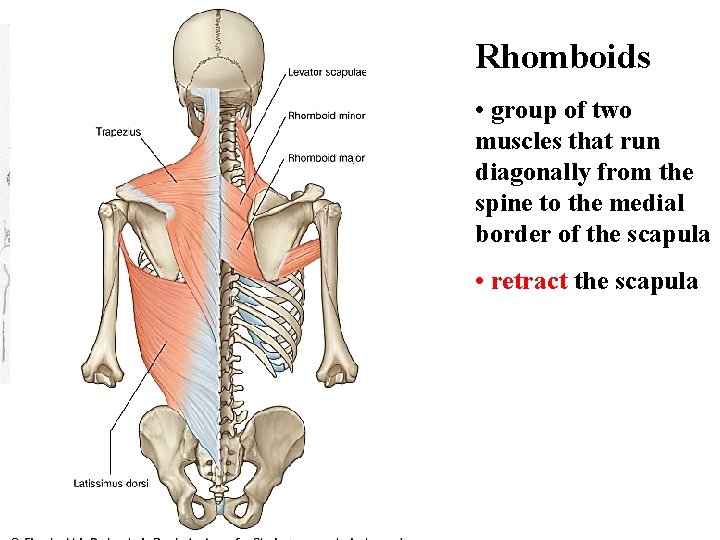 Rhomboids • group of two muscles that run diagonally from the spine to the