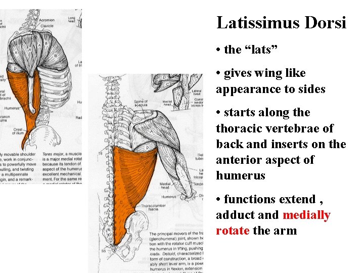 Latissimus Dorsi • the “lats” • gives wing like appearance to sides • starts