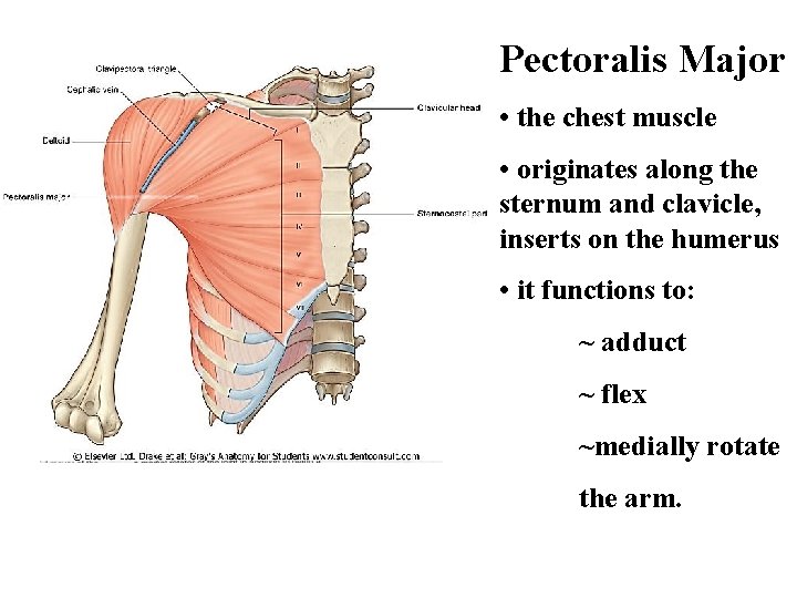 Pectoralis Major • the chest muscle • originates along the sternum and clavicle, inserts Pectoralis Major • the chest muscle • originates along the sternum and clavicle, inserts