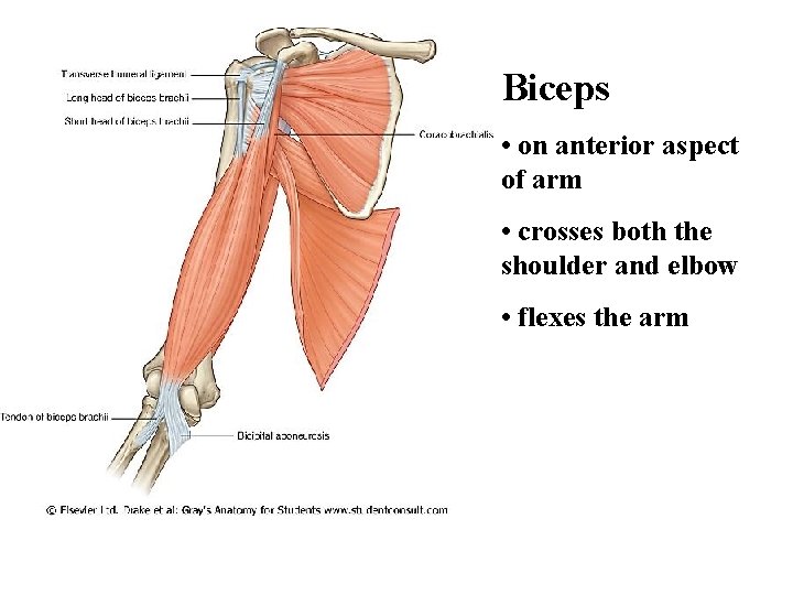 Biceps • on anterior aspect of arm • crosses both the shoulder and elbow