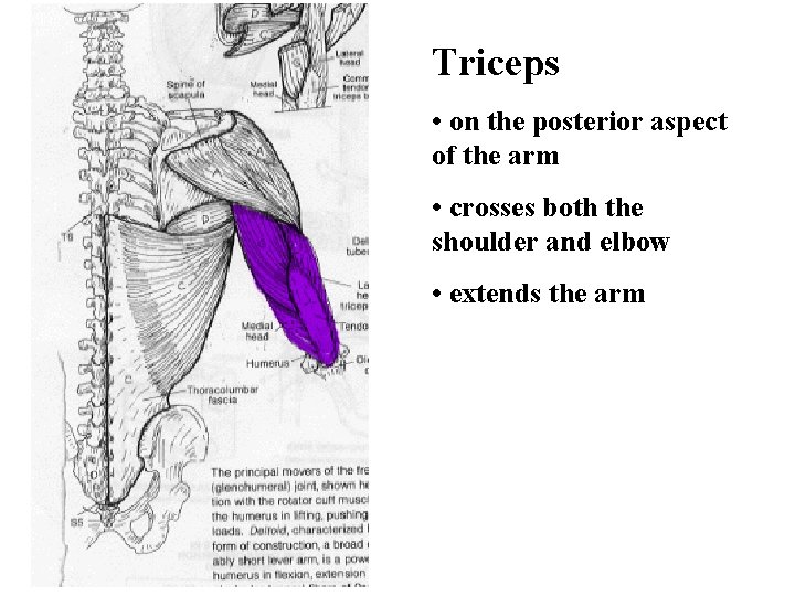 Triceps • on the posterior aspect of the arm • crosses both the shoulder Triceps • on the posterior aspect of the arm • crosses both the shoulder