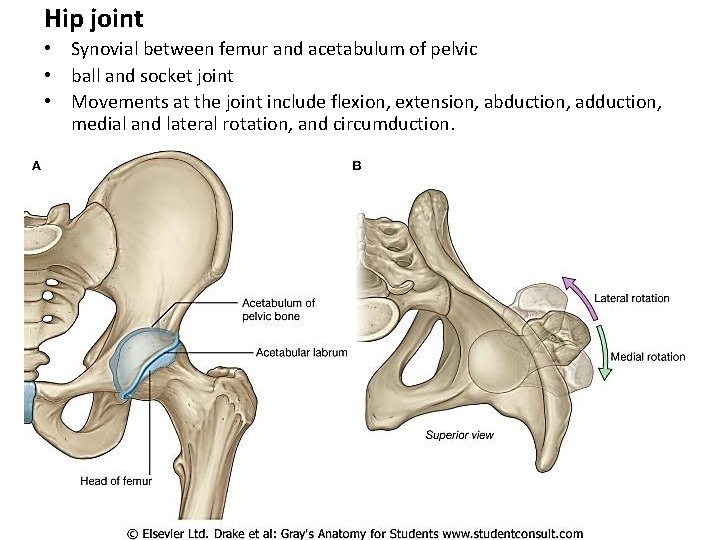 Hip joint • Synovial between femur and acetabulum of pelvic • ball and socket Hip joint • Synovial between femur and acetabulum of pelvic • ball and socket