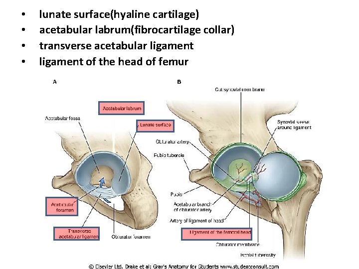 • • lunate surface(hyaline cartilage) acetabular labrum(fibrocartilage collar) transverse acetabular ligament of the