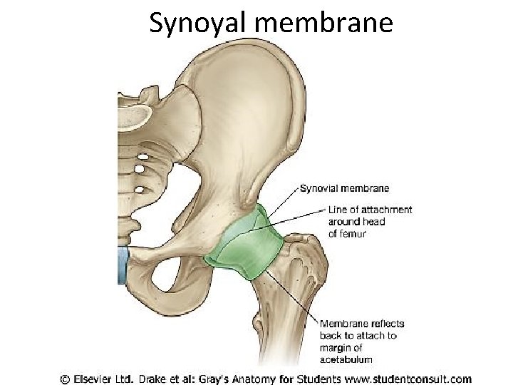 Synoyal membrane 