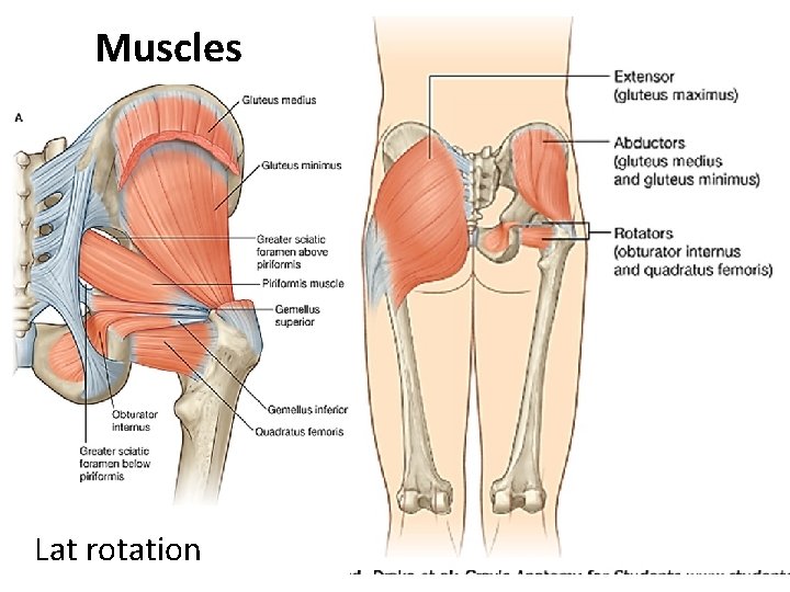Muscles Lat rotation Muscles Lat rotation