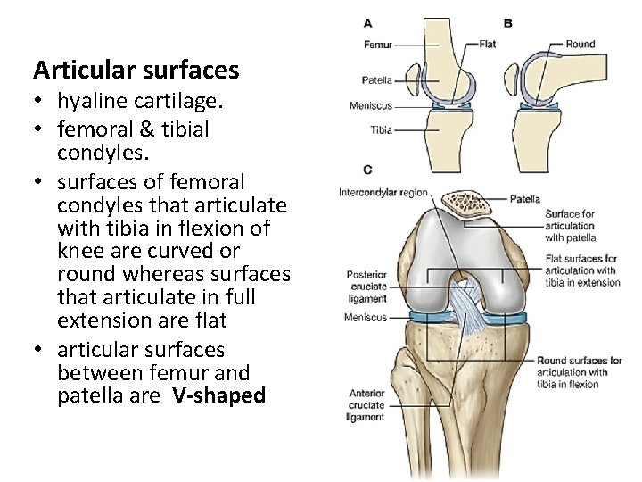 Articular surfaces • hyaline cartilage. • femoral & tibial condyles. • surfaces of femoral