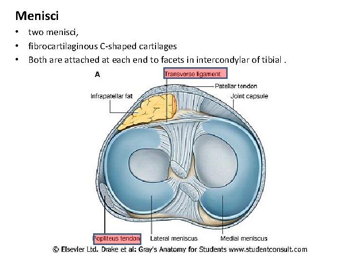 Menisci • two menisci, • fibrocartilaginous C-shaped cartilages • Both are attached at each