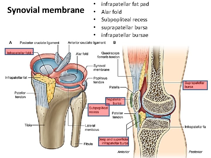 Synovial membrane • • • infrapatellar fat pad Alar fold Subpopliteal recess suprapatellar bursa