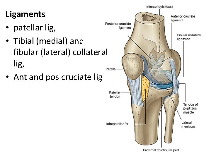 Ligaments • patellar lig, • Tibial (medial) and fibular (lateral) collateral lig, • Ant