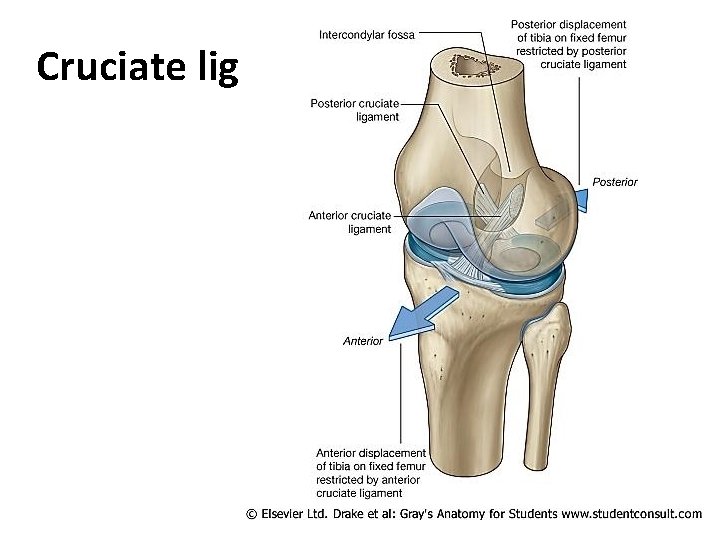 Cruciate lig Cruciate lig