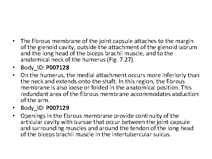  • The fibrous membrane of the joint capsule attaches to the margin of