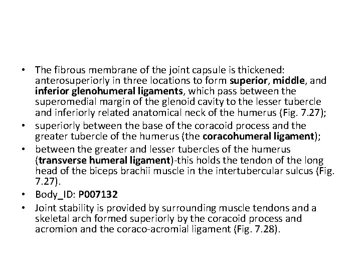 • The fibrous membrane of the joint capsule is thickened: anterosuperiorly in three • The fibrous membrane of the joint capsule is thickened: anterosuperiorly in three