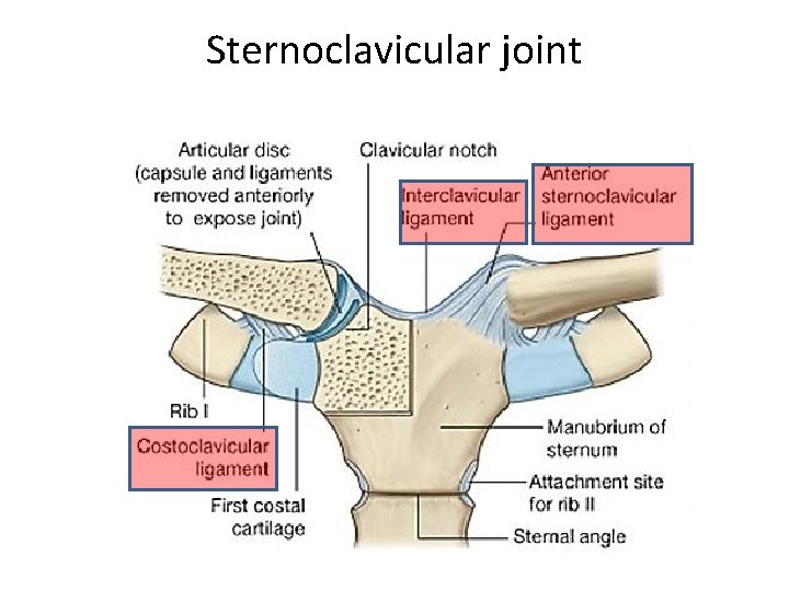 Sternoclavicular joint BONY ANATOMY 