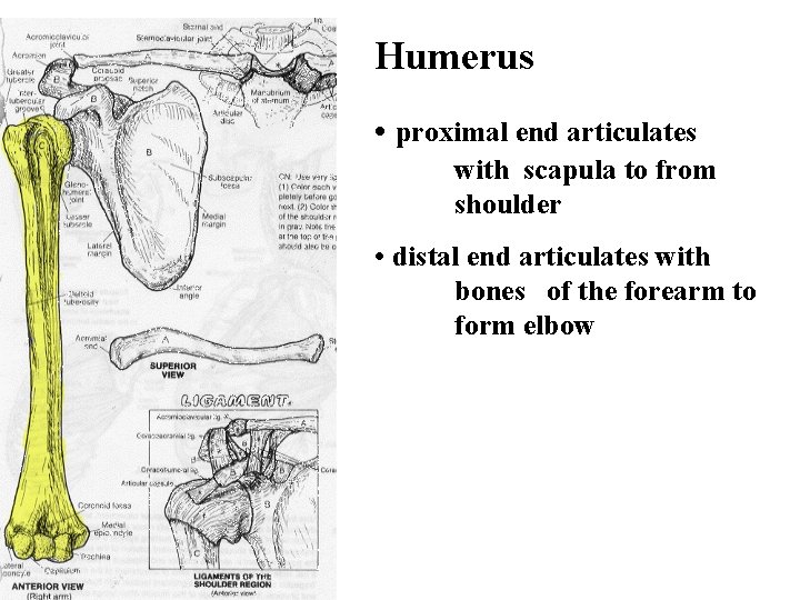 Humerus • proximal end articulates with scapula to from shoulder • distal end articulates