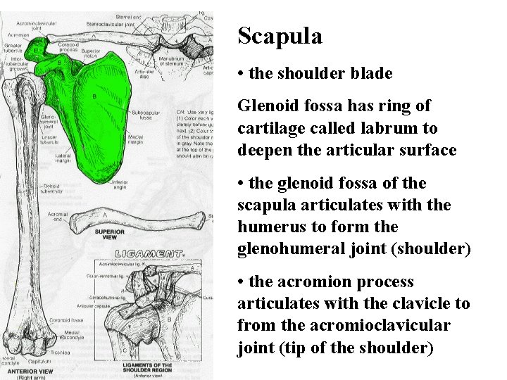 Scapula • the shoulder blade Glenoid fossa has ring of cartilage called labrum to