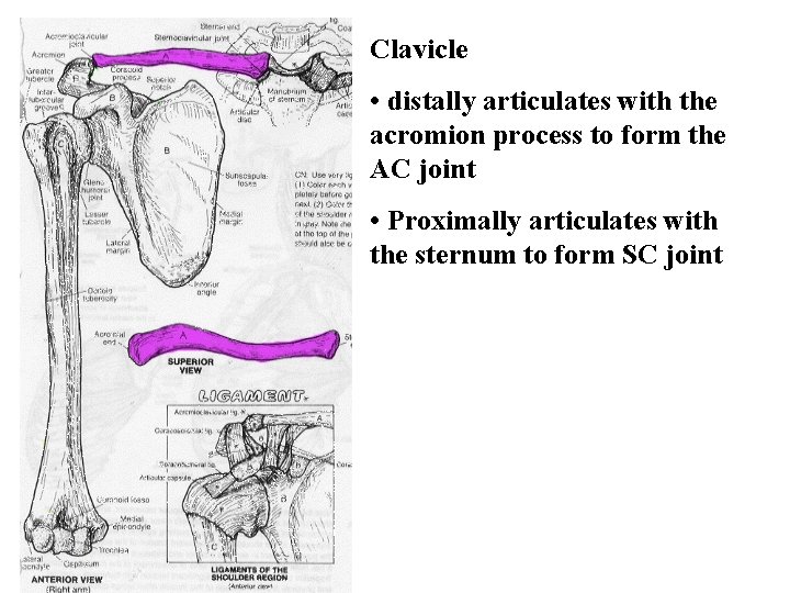 Clavicle • distally articulates with the acromion process to form the AC joint •